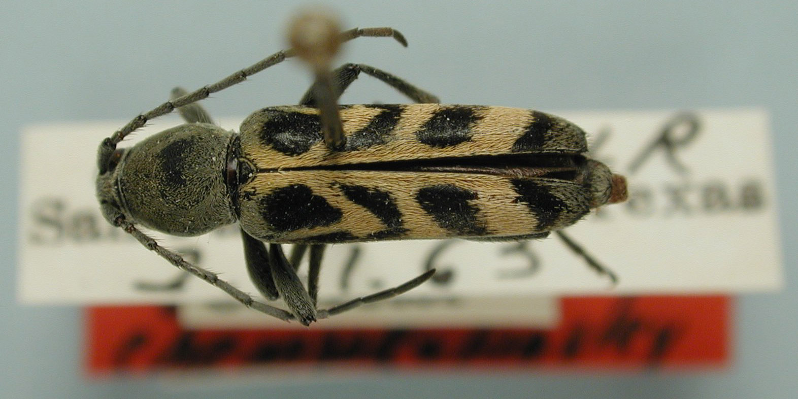 Tanyochraethes image