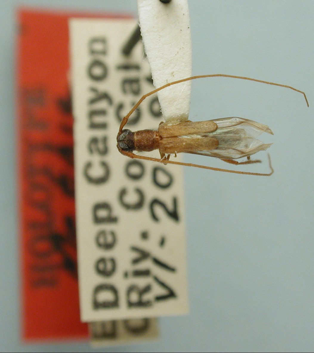 Methia curvipennis image