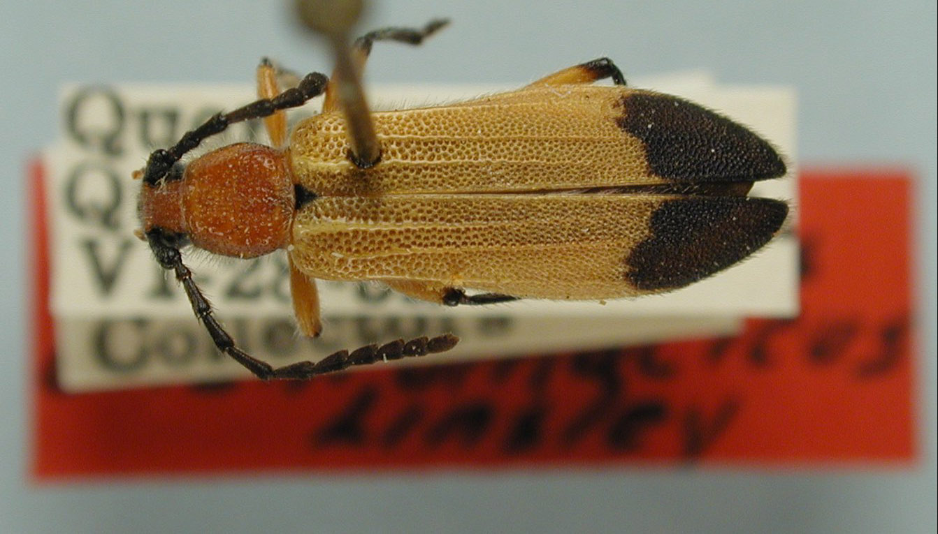 Elytroleptus dichromaticus image