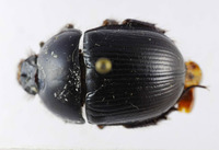 Geotrupes insulana image