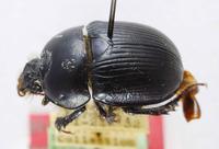 Geotrupes insulana image