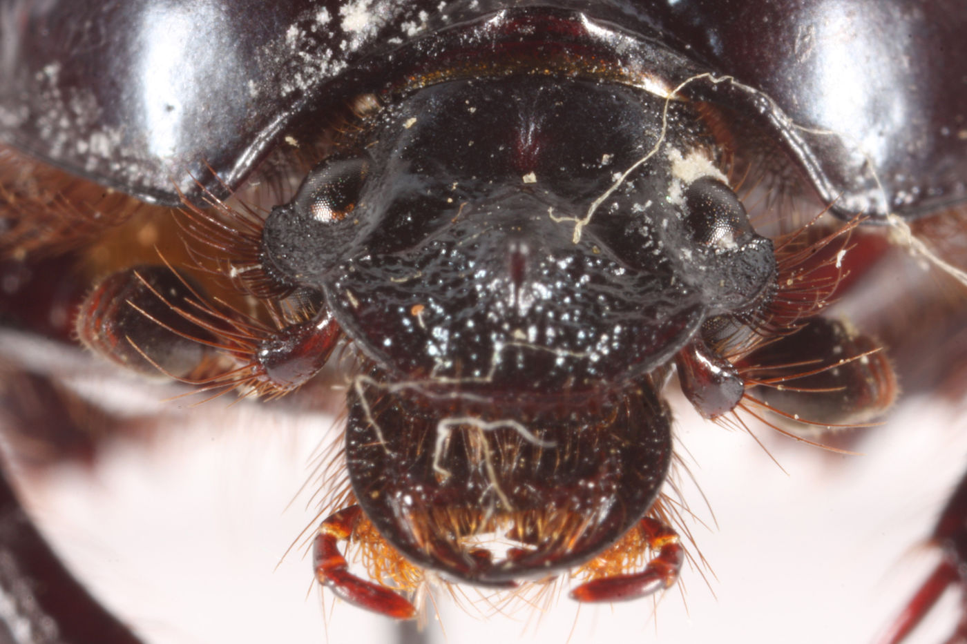 Geotrupidae image