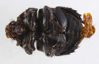 Geotrupes insulana image