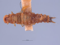 Endeodes sonorensis image