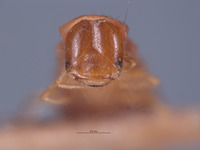 Endeodes sonorensis image