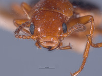 Endeodes sonorensis image