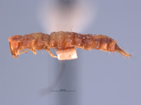 Endeodes sonorensis image