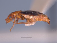 Endeodes sonorensis image