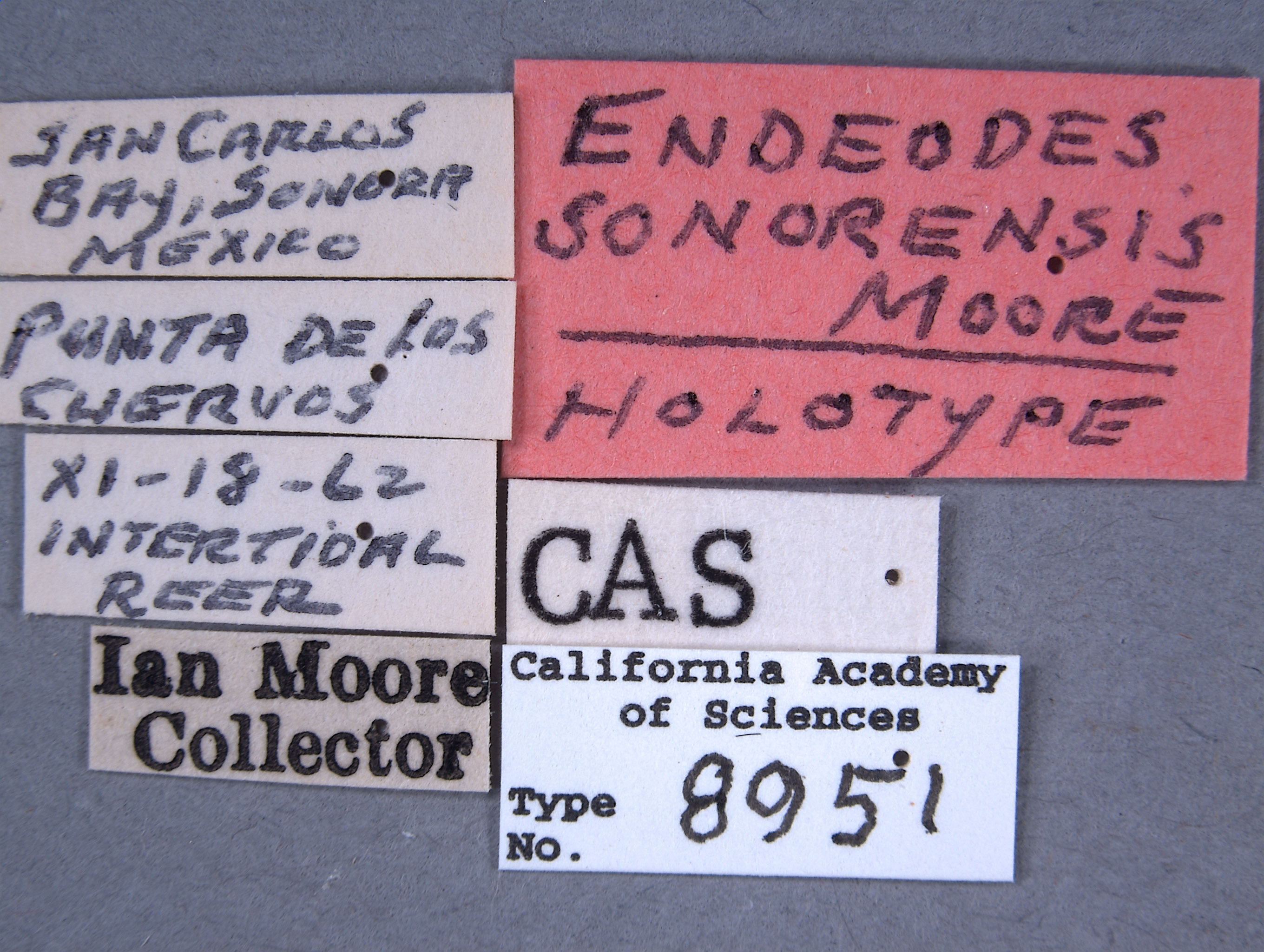 Endeodes sonorensis image