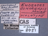 Endeodes sonorensis image