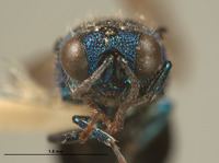 Omalus macswaini image