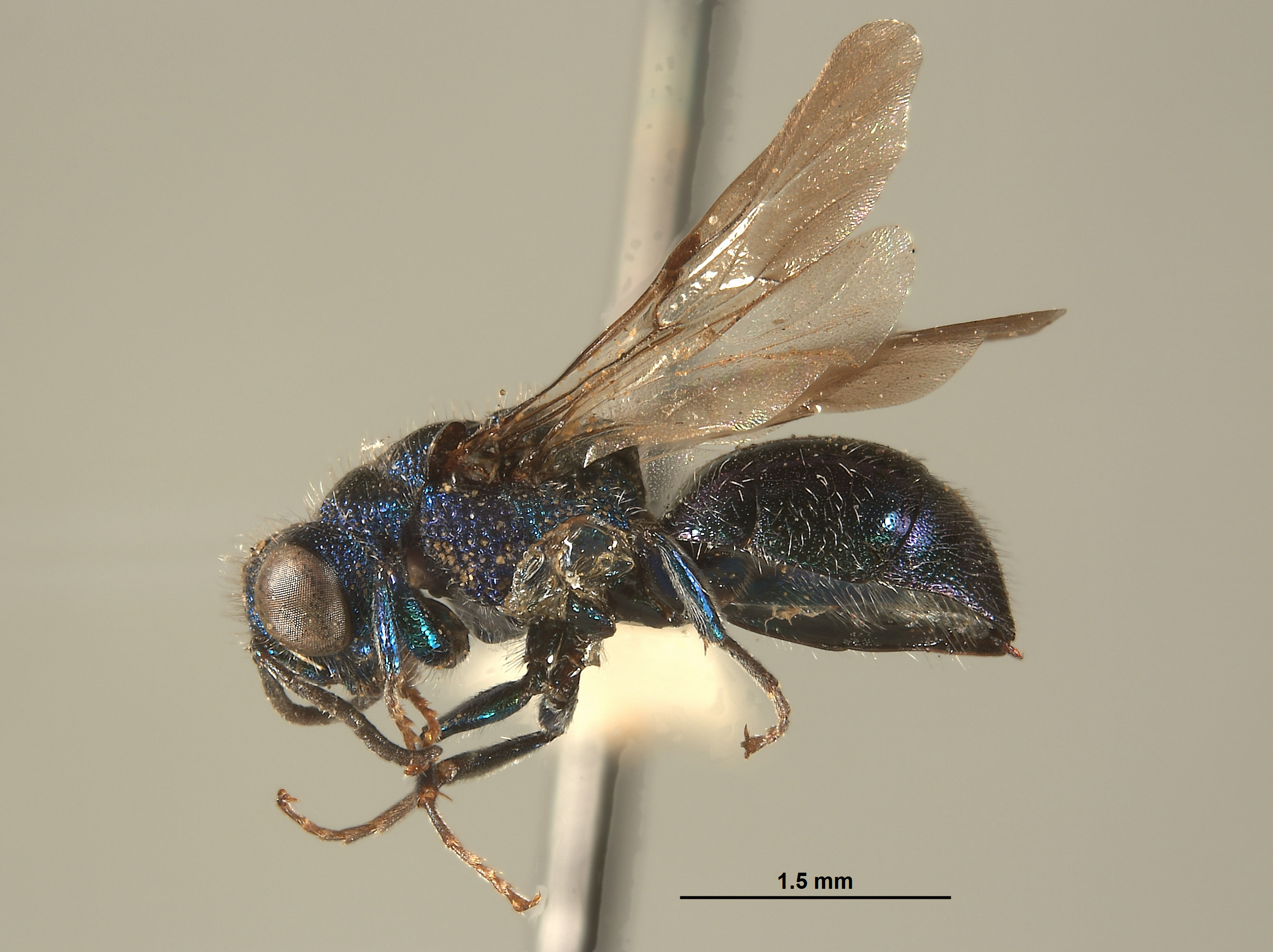 Omalus macswaini image