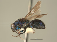 Omalus macswaini image