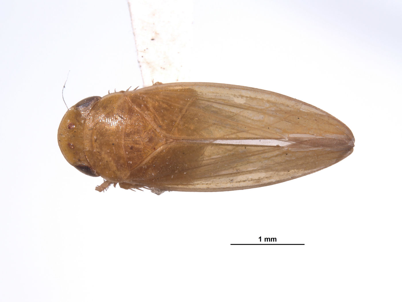 Acusana tereta image