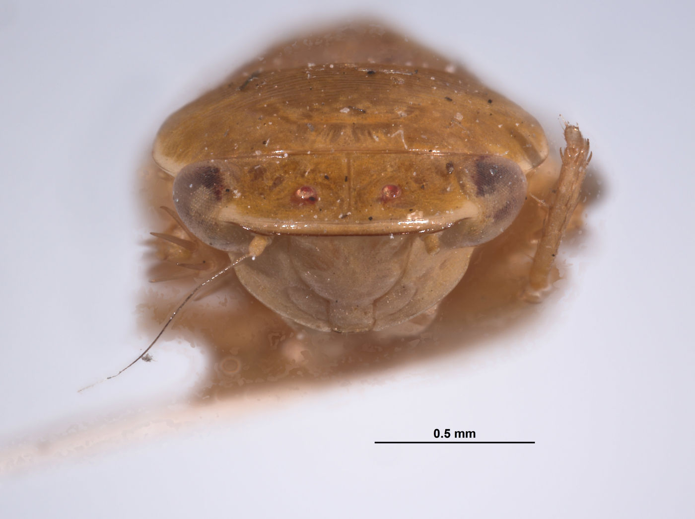 Acusana tereta image