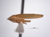 Acusana tereta image