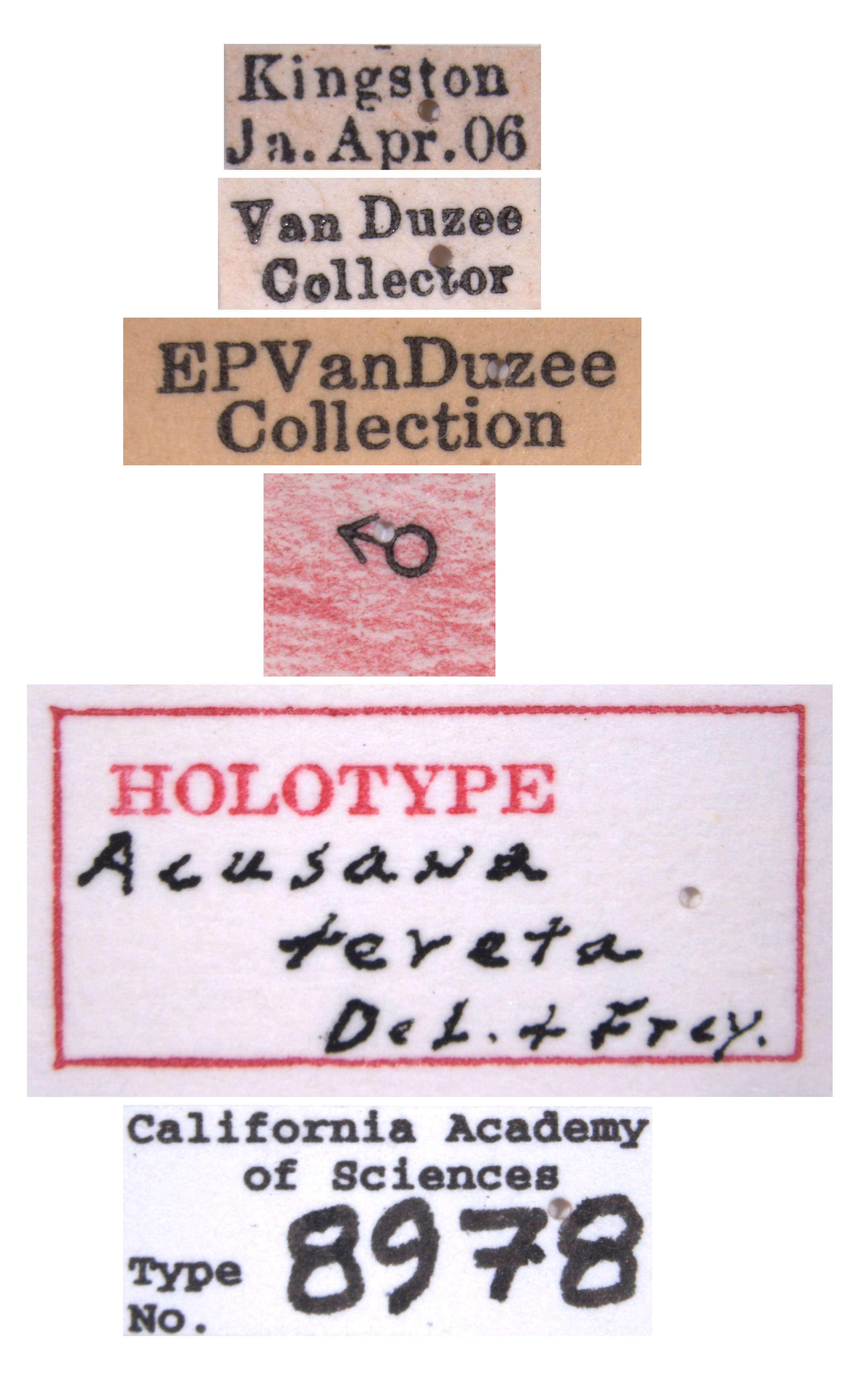 Acusana tereta image