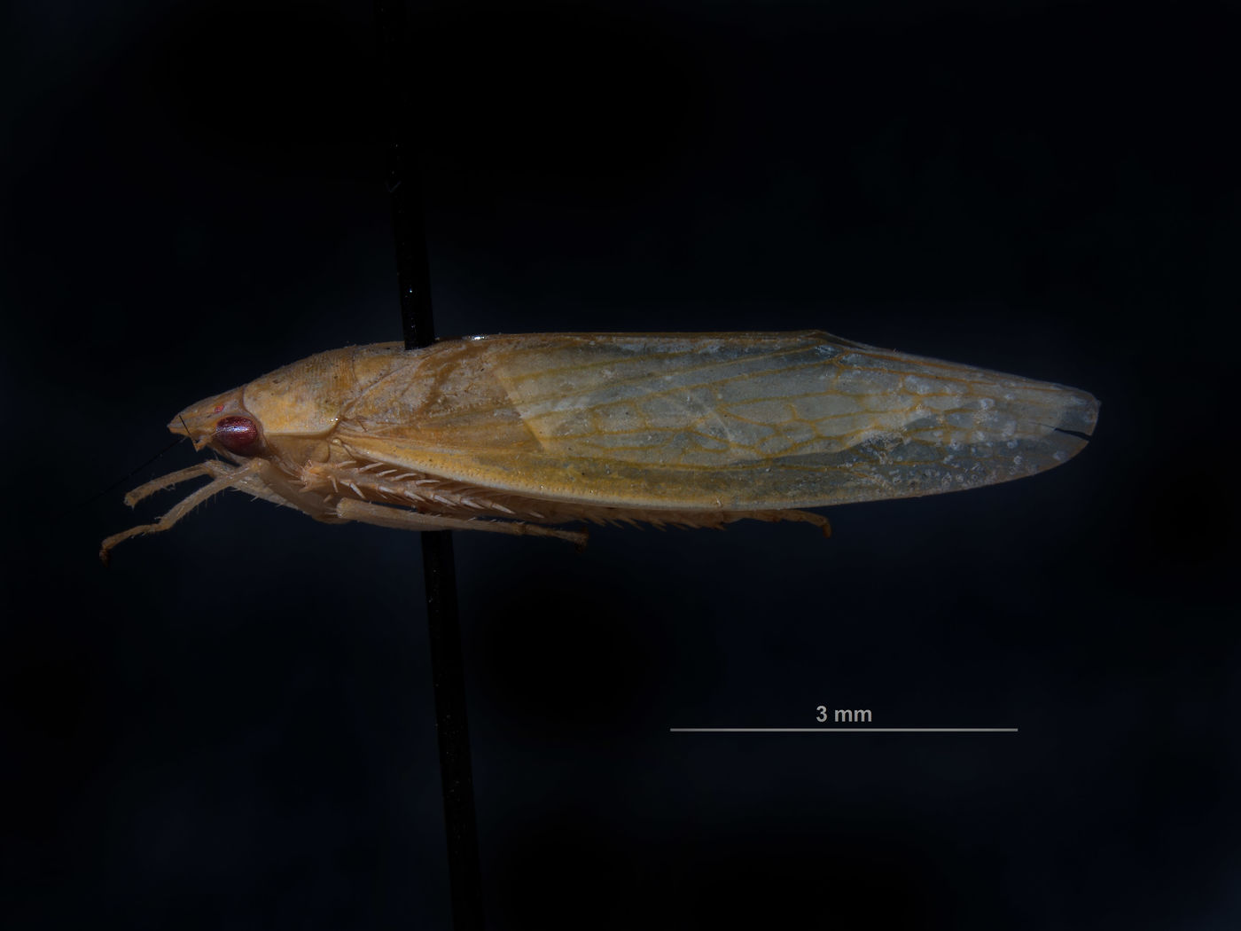 Chloronana orbicula image