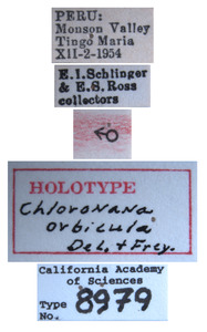 Chloronana orbicula image