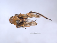 Gypona comella image