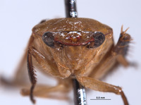 Gypona comella image