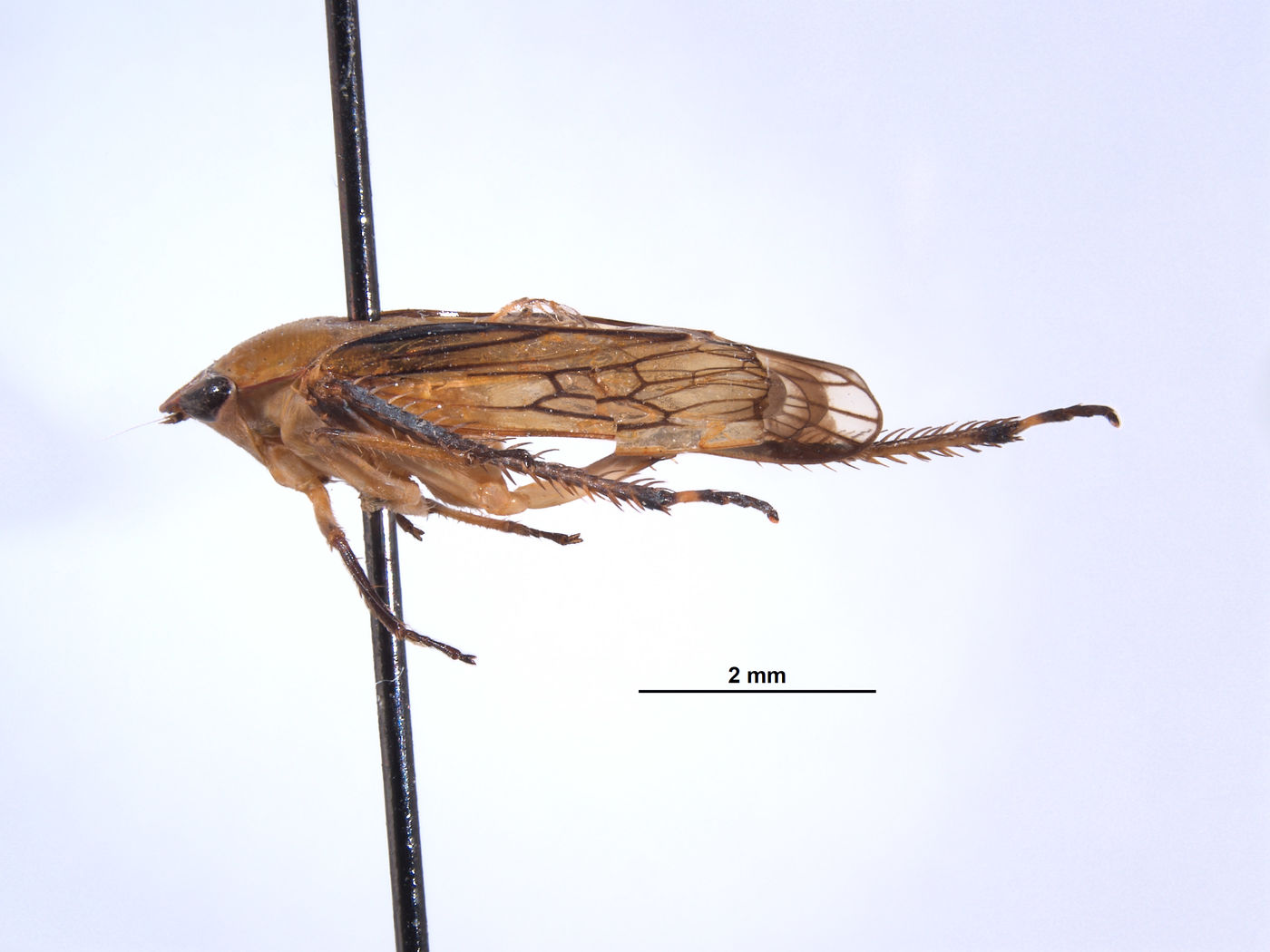 Gypona comella image