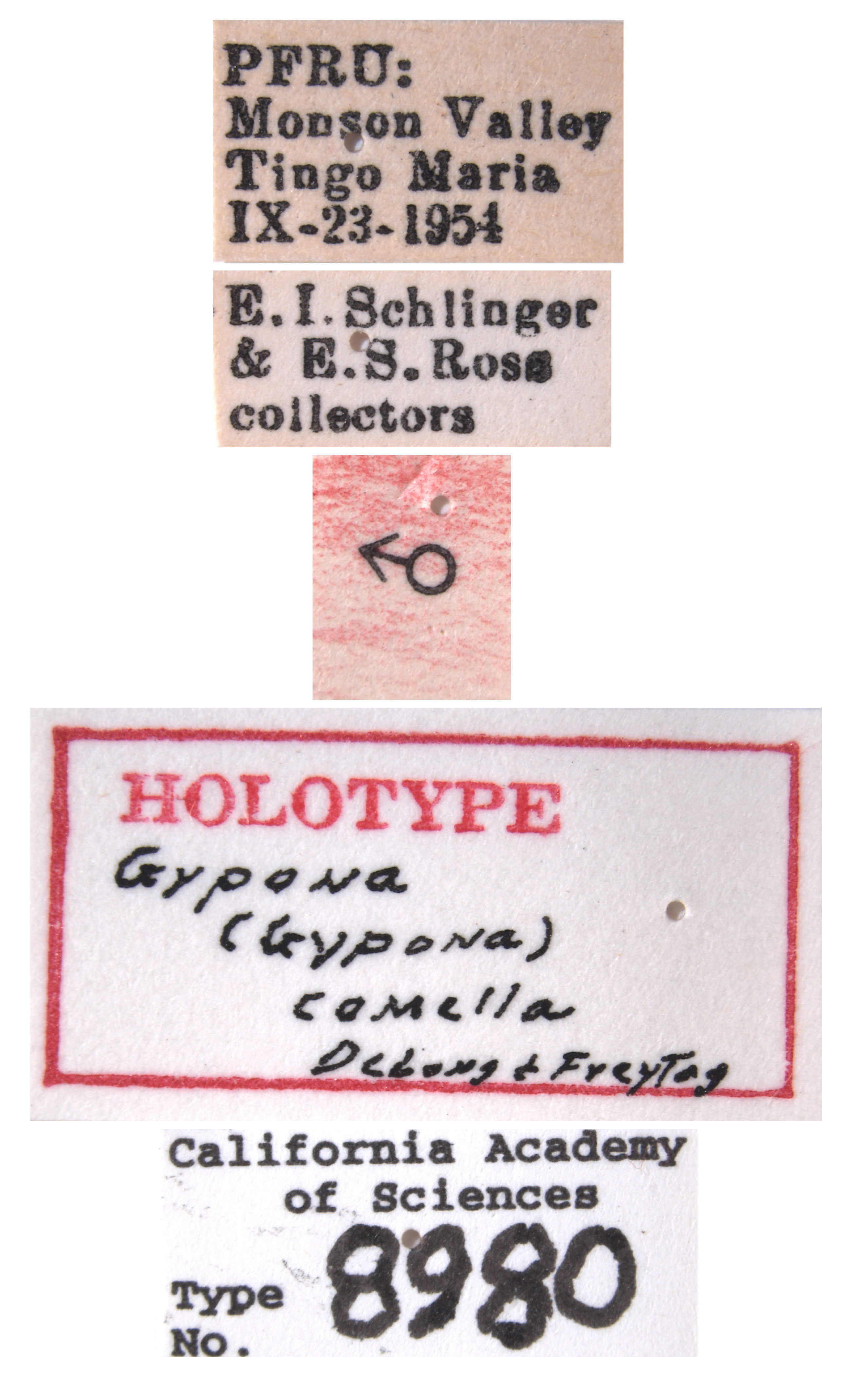 Gypona comella image