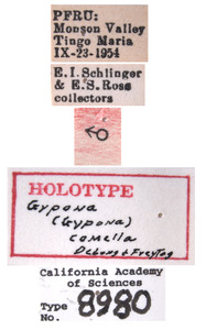 Gypona comella image