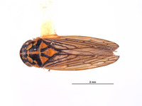Gypona secura image