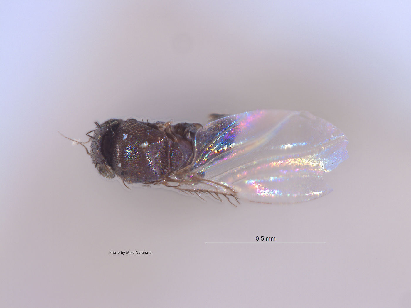 Megaselia ilca image