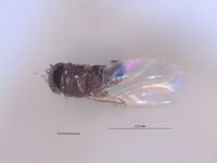 Megaselia ilca image