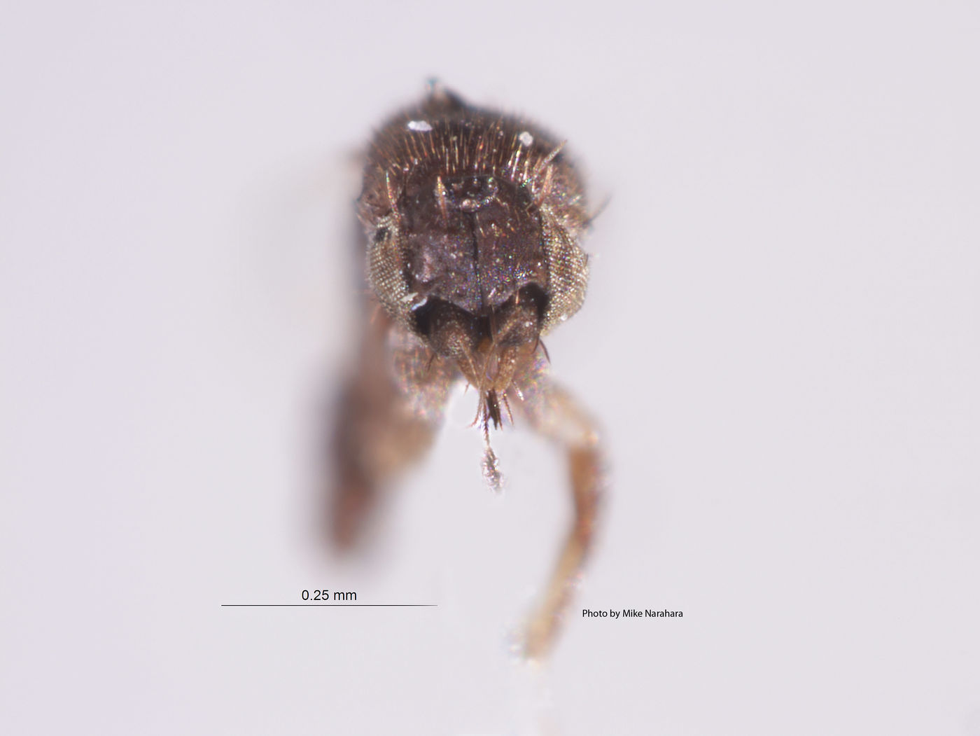 Megaselia ilca image