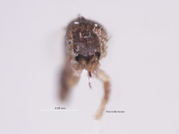 Megaselia ilca image