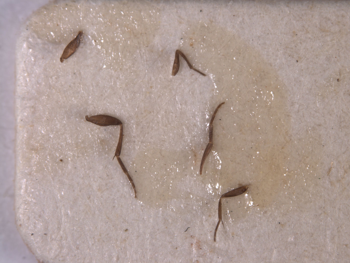 Megaselia ilca image