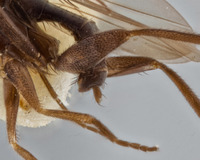 Megaselia hispida image