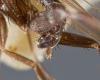 Megaselia hispida image