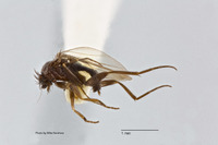 Megaselia hispida image