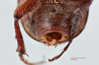 Liogenys leechi image