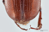 Liogenys leechi image