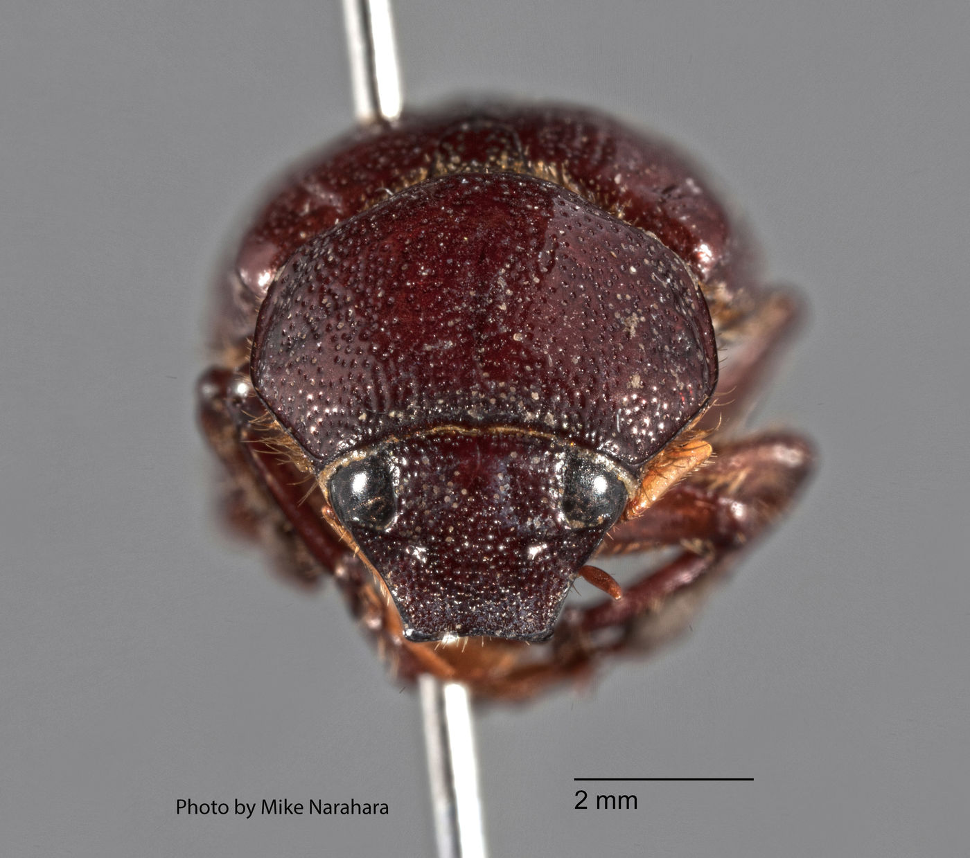 Liogenys leechi image