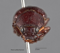 Liogenys leechi image