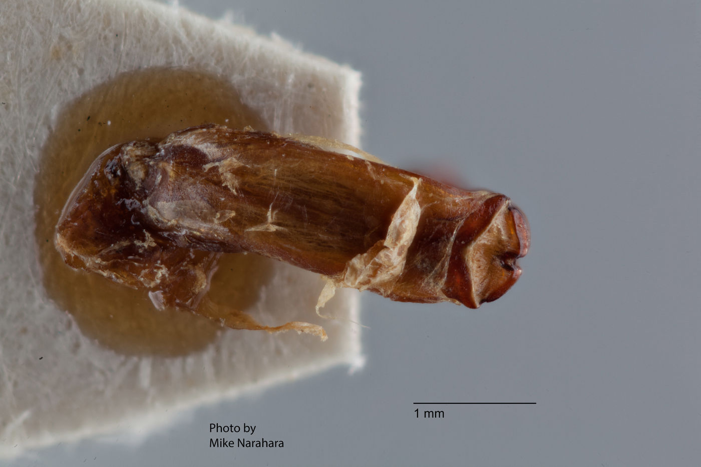 Liogenys leechi image