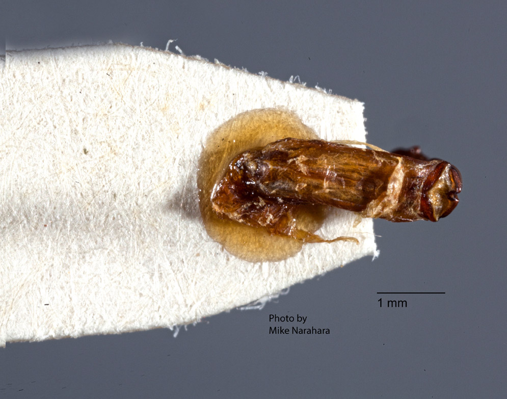 Liogenys image