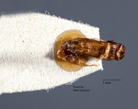 Liogenys leechi image