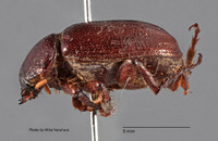 Liogenys leechi image