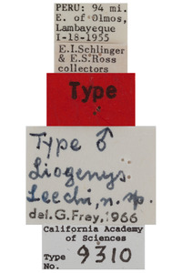 Liogenys leechi image