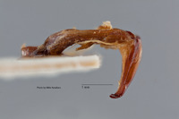 Liogenys leechi image