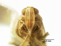 Juniperia unimaculata image