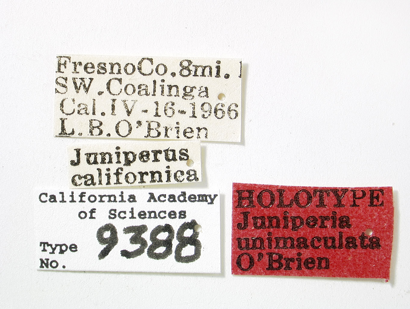 Juniperia unimaculata image