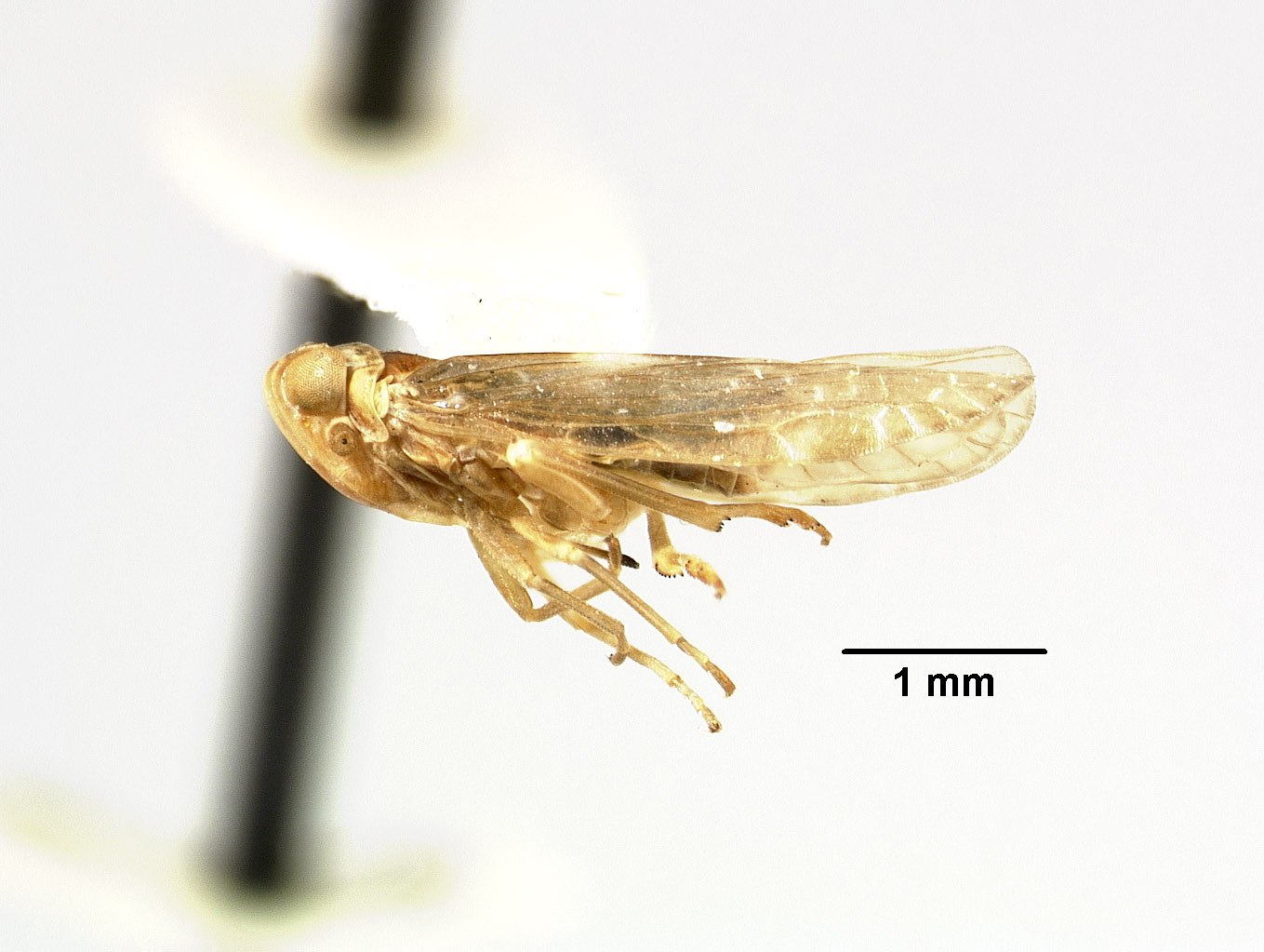 Juniperia unimaculata image